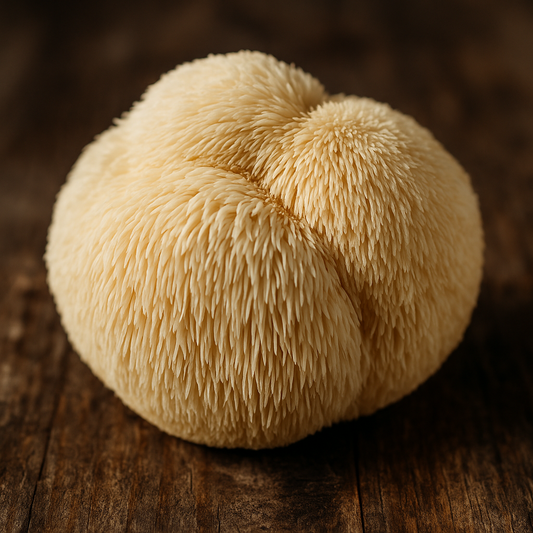 Lion’s Mane : ce que disent les recherches scientifiques sur ce champignon fascinant