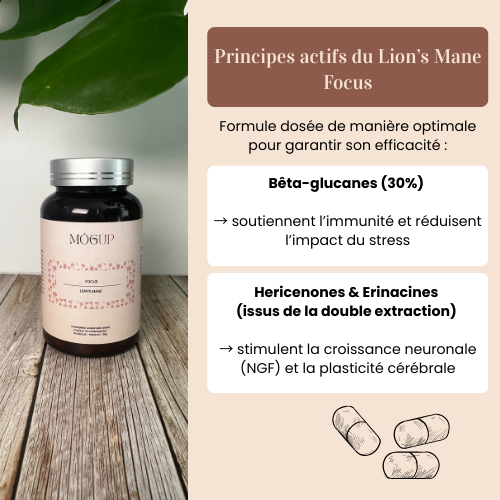 Focus - Lion's mane